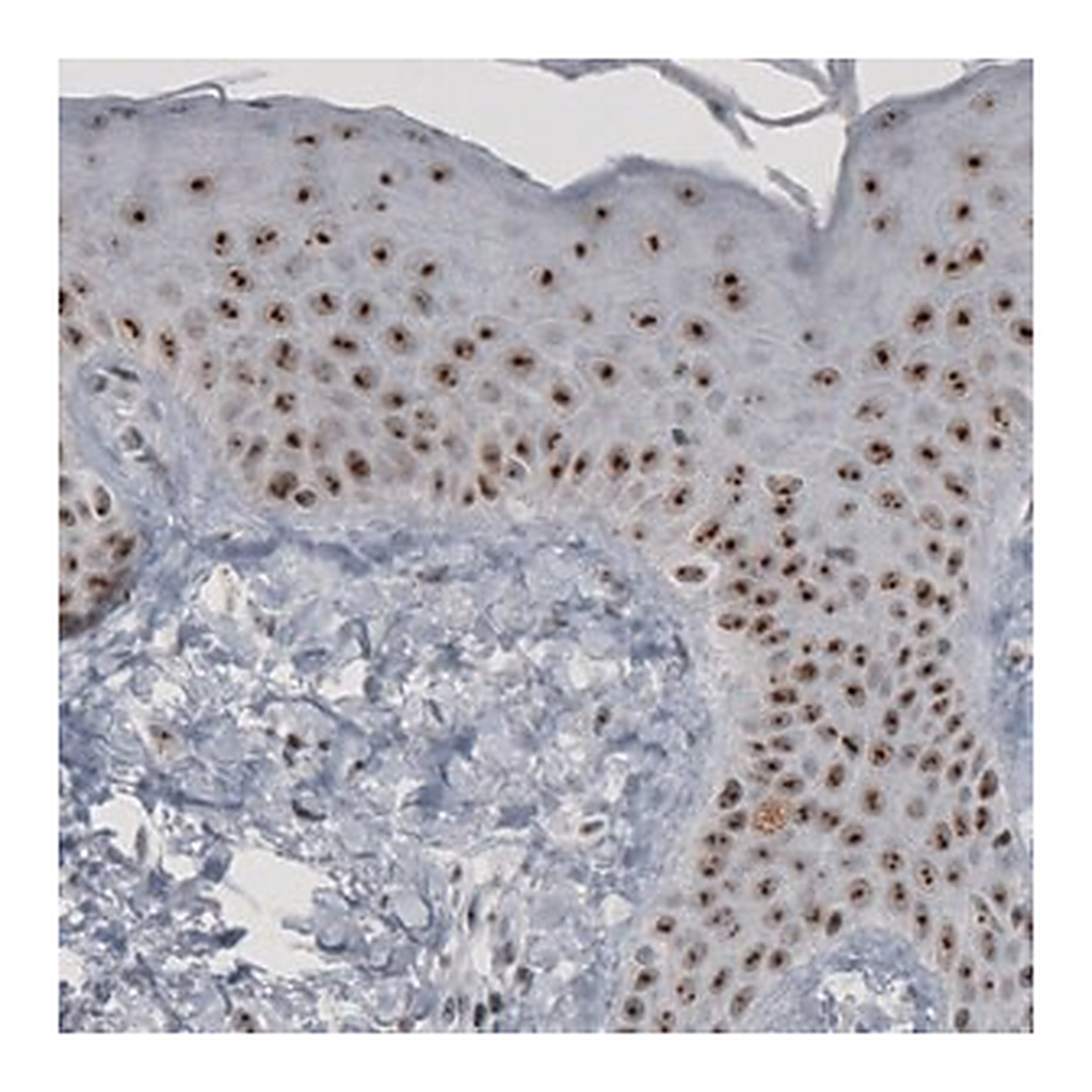 Merck Monoclonal Anti-MKI67IP from mouse