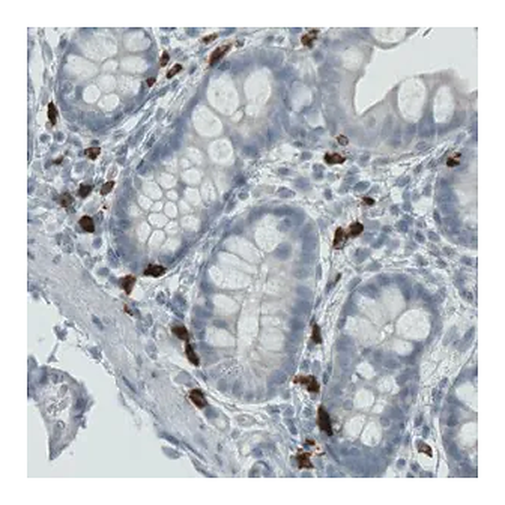 Merck Monoclonal Anti-MMP9 antibody produced in mouse