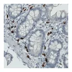 Merck Monoclonal Anti-MMP9 antibody produced in mouse