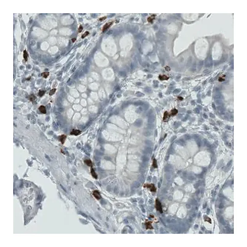 Merck Monoclonal Anti-MMP9 antibody produced in mouse