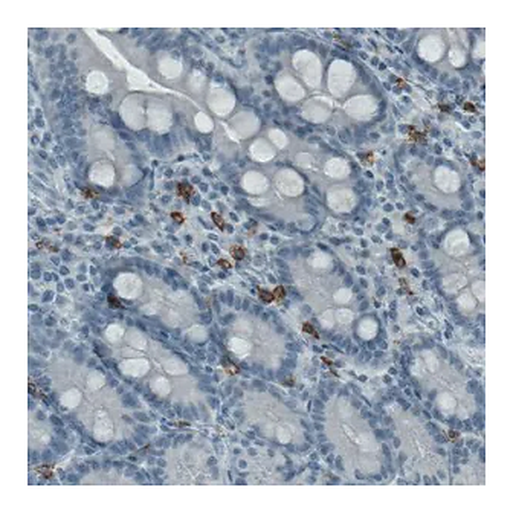 Merck Monoclonal Anti-KIT antibody produced in mouse