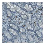 Merck Monoclonal Anti-KIT antibody produced in mouse