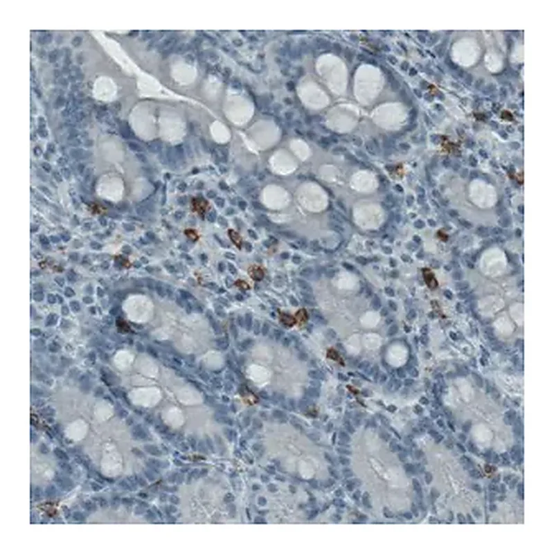 Merck Monoclonal Anti-KIT antibody produced in mouse