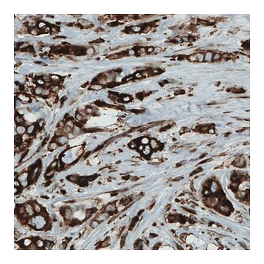 Merck Monoclonal Anti-MTDH antibody produced in mouse