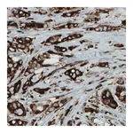 Merck Monoclonal Anti-MTDH antibody produced in mouse