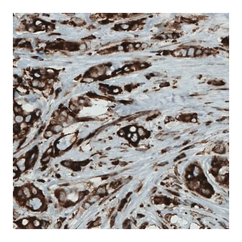 Merck Monoclonal Anti-MTDH antibody produced in mouse