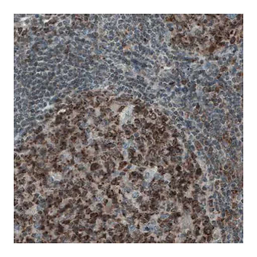 Merck Monoclonal Anti-MCL1 antibody produced in mouse