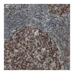 Merck Monoclonal Anti-MCL1 antibody produced in mouse