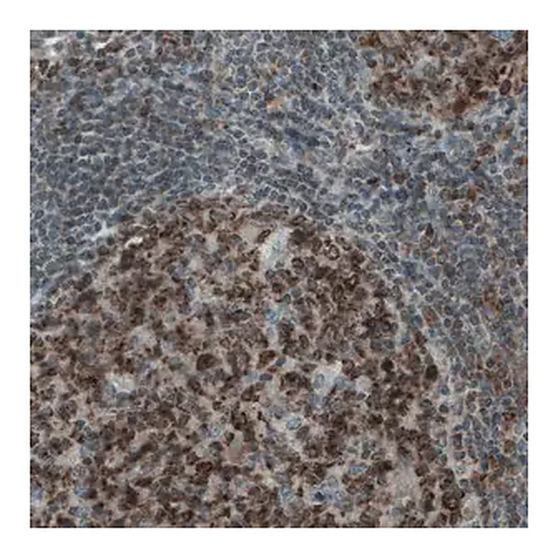 Merck Monoclonal Anti-MCL1 antibody produced in mouse
