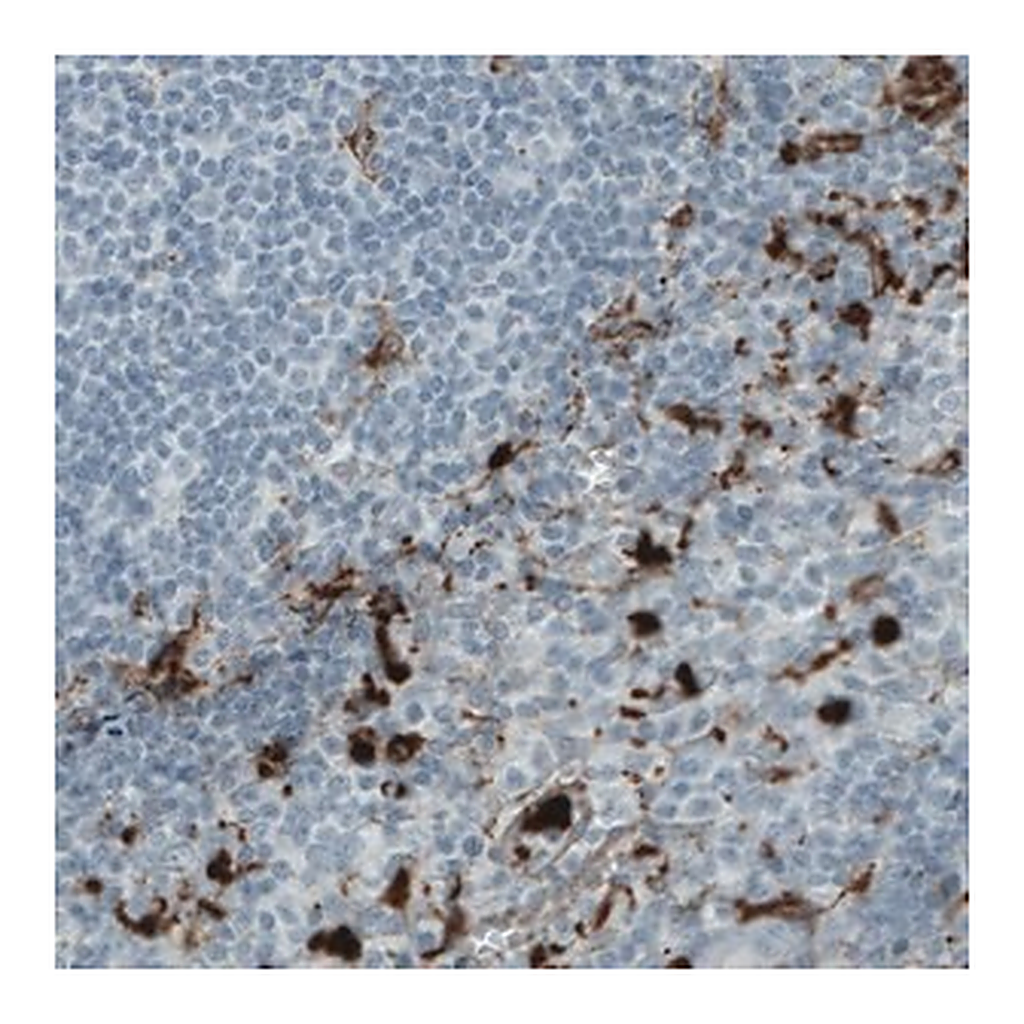 Merck Monoclonal Anti-MMP9 antibody produced in mouse