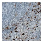 Merck Monoclonal Anti-MMP9 antibody produced in mouse