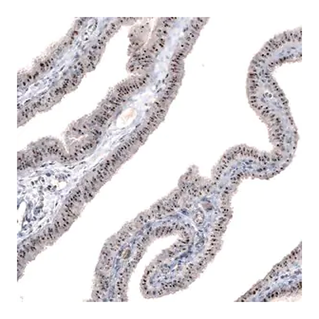Merck Monoclonal Anti-MKI67IP antibody produced in mouse