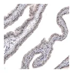 Merck Monoclonal Anti-MKI67IP antibody produced in mouse