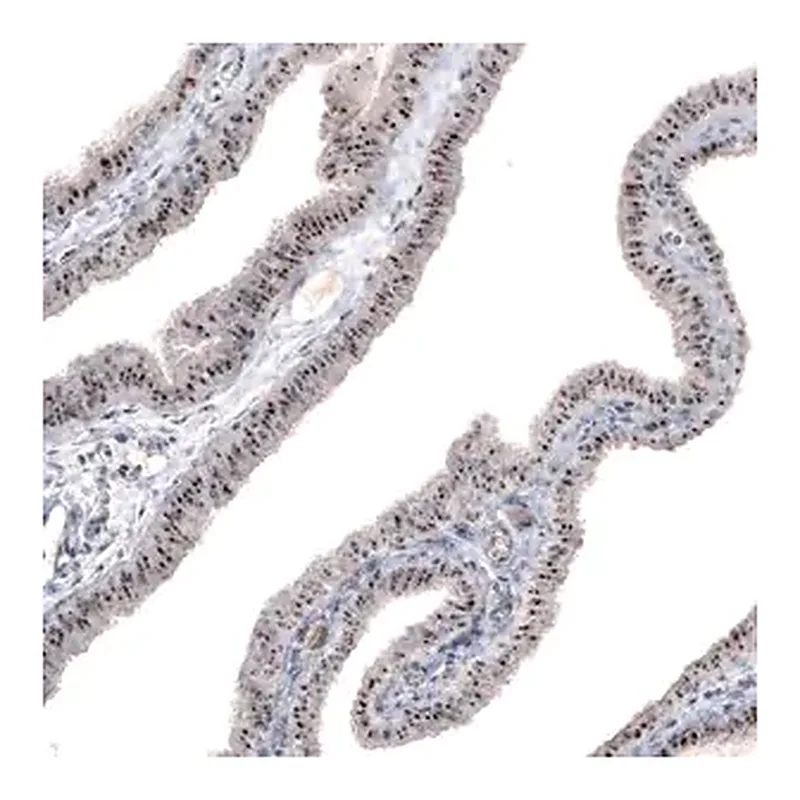 Merck Monoclonal Anti-MKI67IP antibody produced in mouse