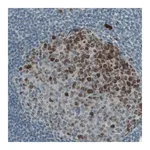 Merck Monoclonal Anti-MKI67 antibody produced in mouse