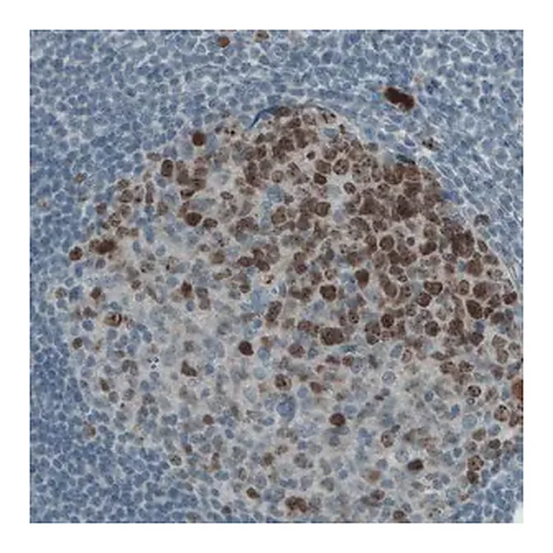 Merck Monoclonal Anti-MKI67 antibody produced in mouse