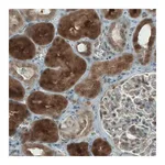 Merck Monoclonal Anti-NAPRT antibody produced in mouse