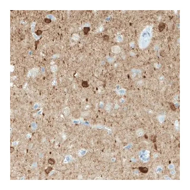 Merck Monoclonal Anti-NECAB1 antibody produced in mouse