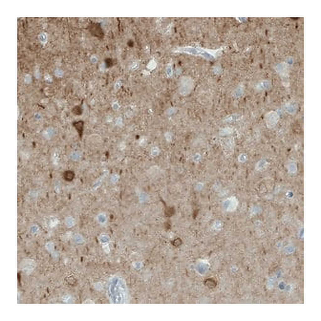 Merck Monoclonal Anti-NECAB1 antibody produced in mouse