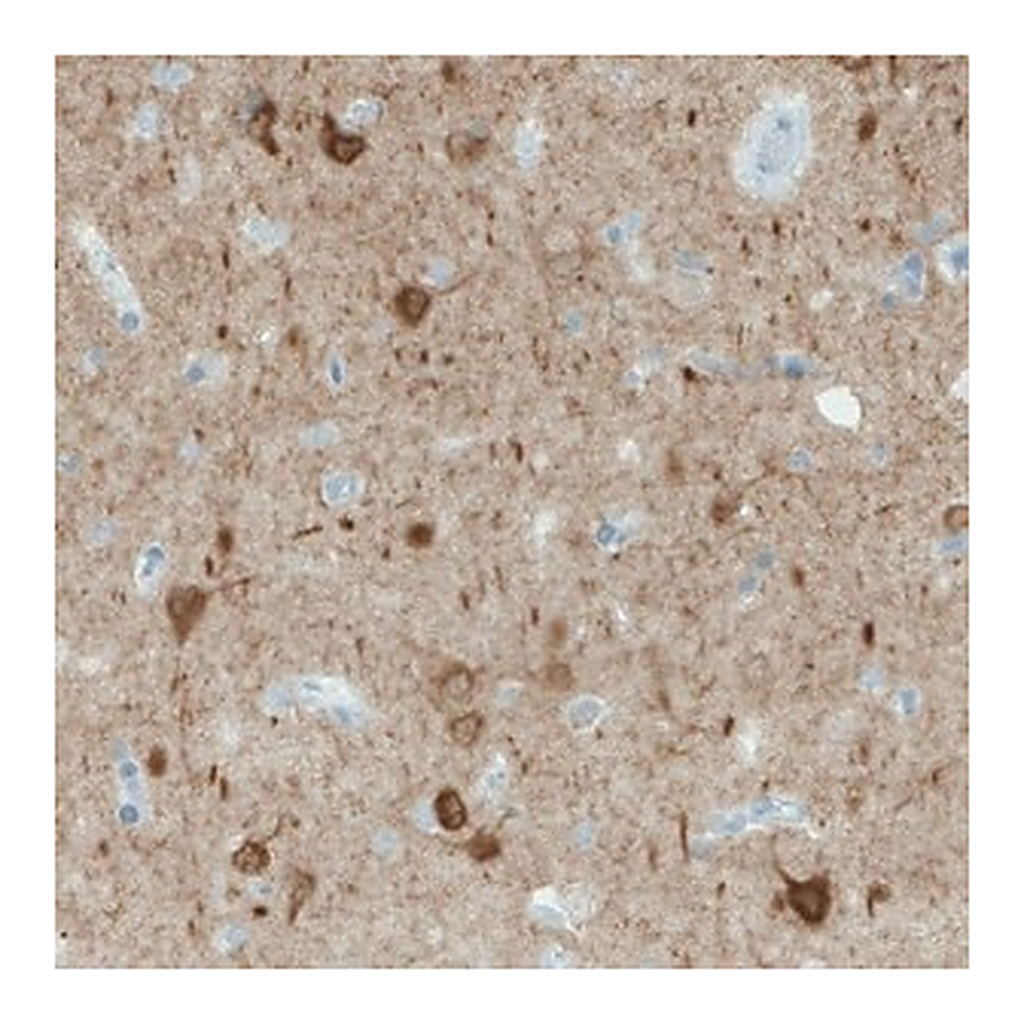Merck Monoclonal Anti-NECAB1 antibody produced in mouse
