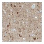 Merck Monoclonal Anti-NECAB1 antibody produced in mouse