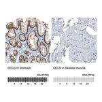 Merck Monoclonal Anti-OCLN antibody produced in mouse