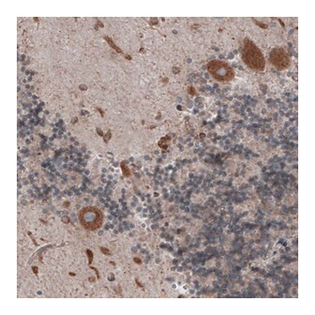 Merck Monoclonal Anti-PDIA3 antibody produced in mouse