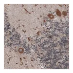 Merck Monoclonal Anti-PDIA3 antibody produced in mouse