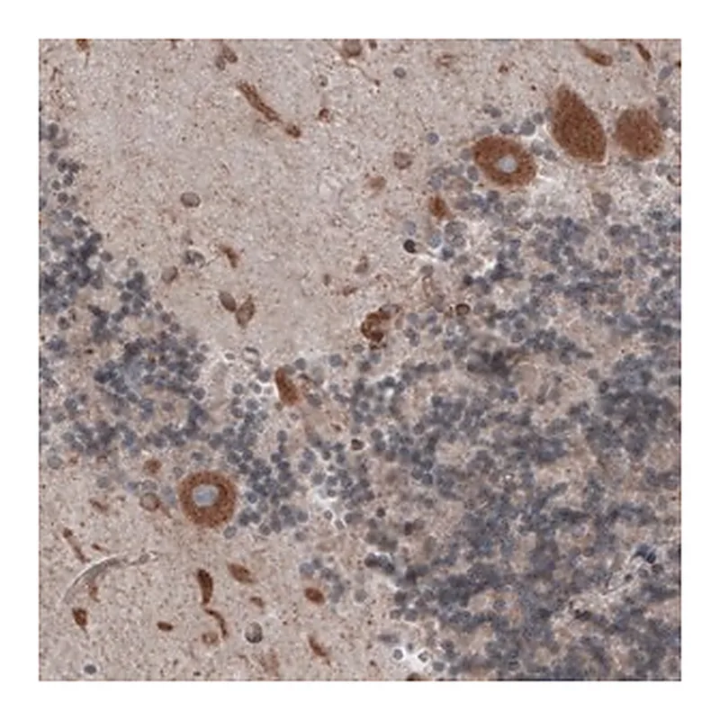 Merck Monoclonal Anti-PDIA3 antibody produced in mouse