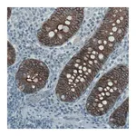 Merck Monoclonal Anti-OCLN antibody produced in mouse