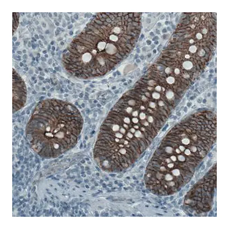 Merck Monoclonal Anti-OCLN antibody produced in mouse