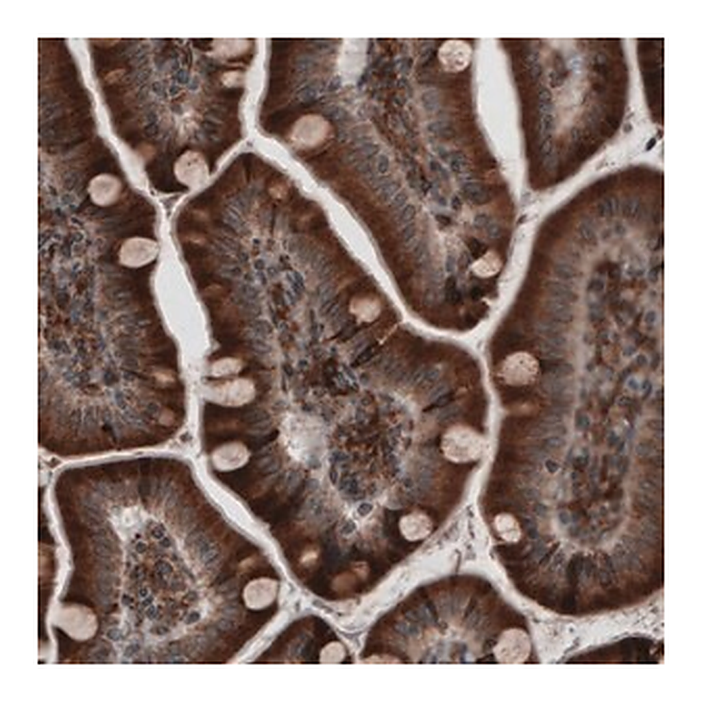 Merck Monoclonal Anti-PDIA3 antibody produced in mouse