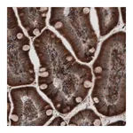 Merck Monoclonal Anti-PDIA3 antibody produced in mouse