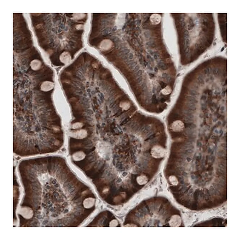 Merck Monoclonal Anti-PDIA3 antibody produced in mouse