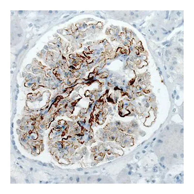 Merck Monoclonal Anti-PLA2R1 antibody produced in mouse