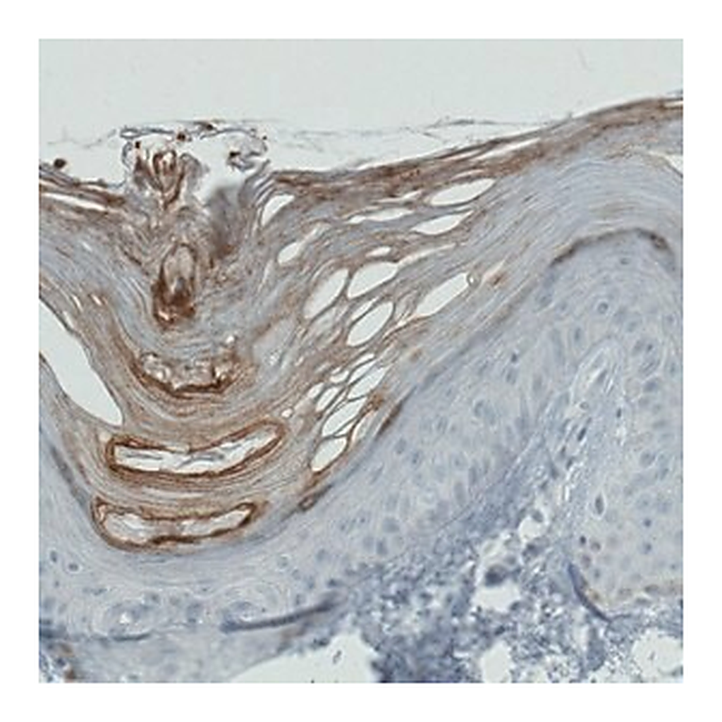 Merck Monoclonal Anti-RNASE7 antibody produced in mouse