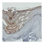 Merck Monoclonal Anti-RNASE7 antibody produced in mouse