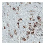 Merck Monoclonal Anti-OCLN antibody produced in mouse