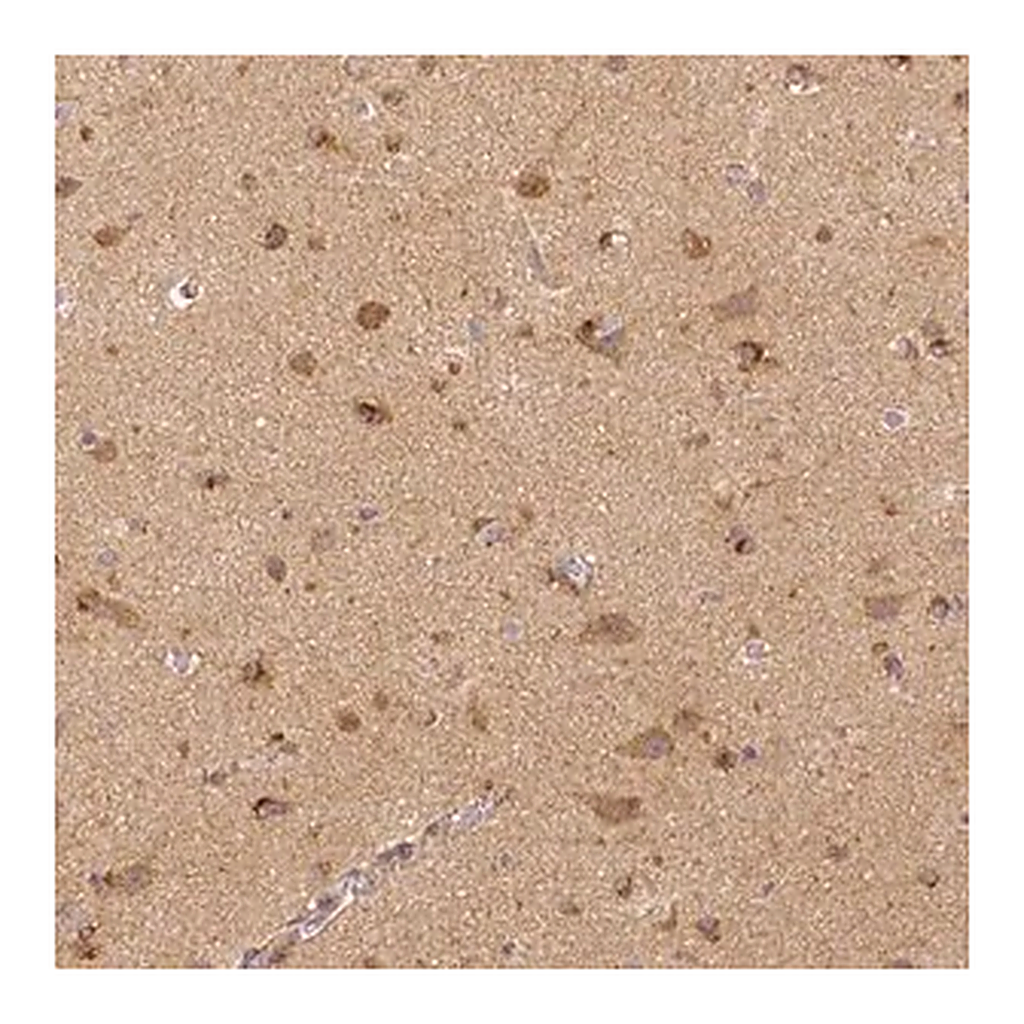 Merck Monoclonal Anti-RHOT1 antibody produced in mouse