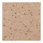 Merck Monoclonal Anti-RHOT1 antibody produced in mouse