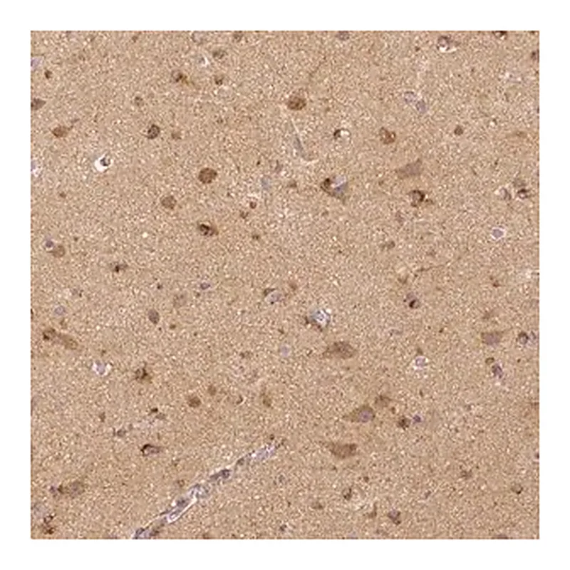Merck Monoclonal Anti-RHOT1 antibody produced in mouse