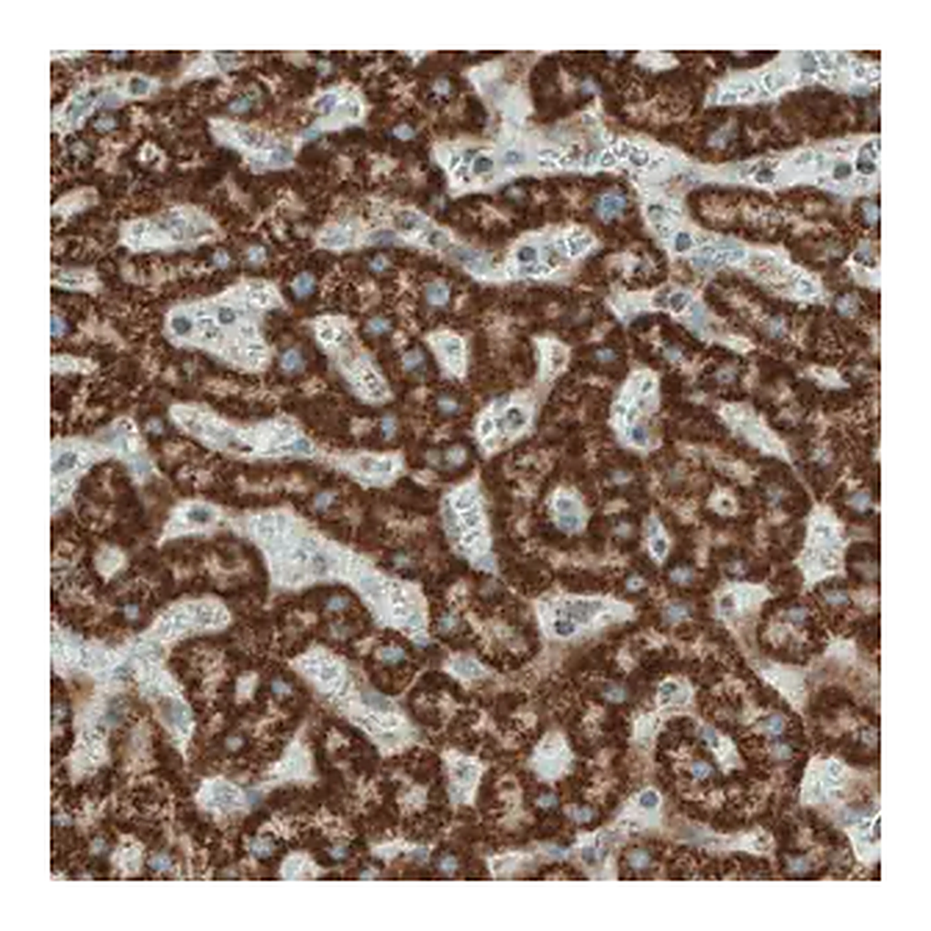 Merck Monoclonal Anti-SDHB antibody produced in mouse