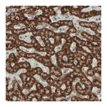Merck Monoclonal Anti-SDHB antibody produced in mouse