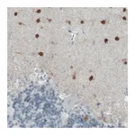 Merck Monoclonal Anti-SCGN antibody produced in mouse