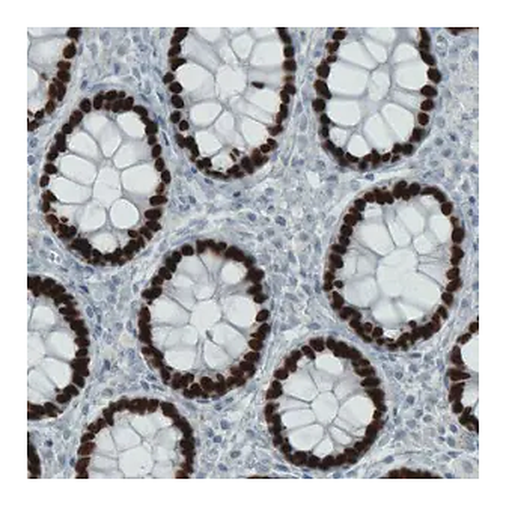Merck Monoclonal Anti-SATB2 antibody produced in mouse
