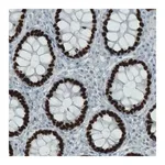 Merck Monoclonal Anti-SATB2 antibody produced in mouse