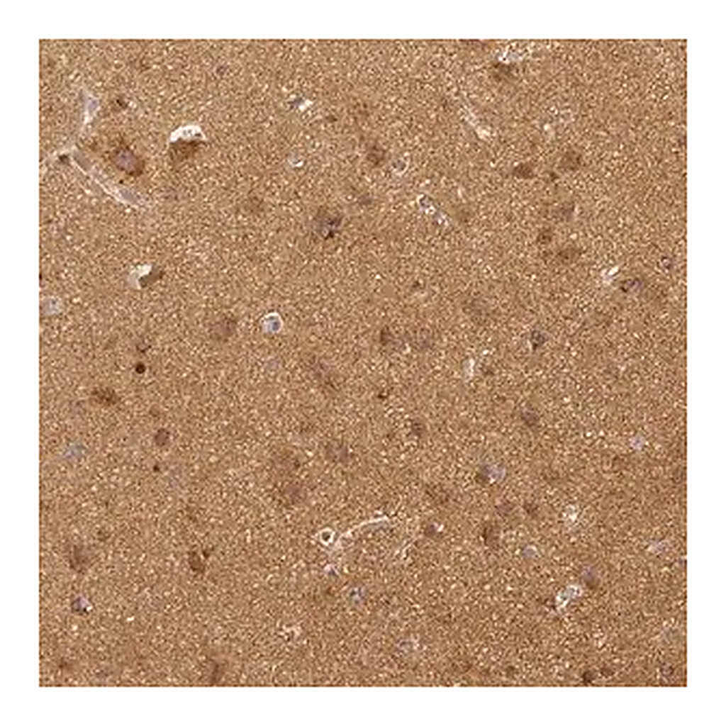 Merck Monoclonal Anti-RHOT1 antibody produced in mouse