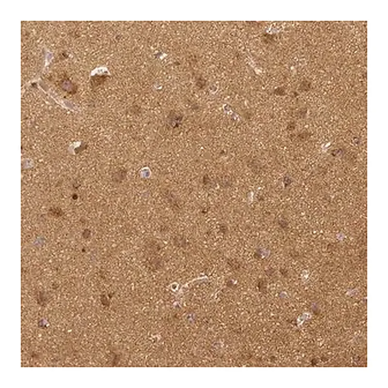 Merck Monoclonal Anti-RHOT1 antibody produced in mouse
