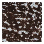 Merck Monoclonal Anti-SLC27A5 antibody produced in mouse