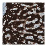 Merck Monoclonal Anti-SLC27A5 antibody produced in mouse